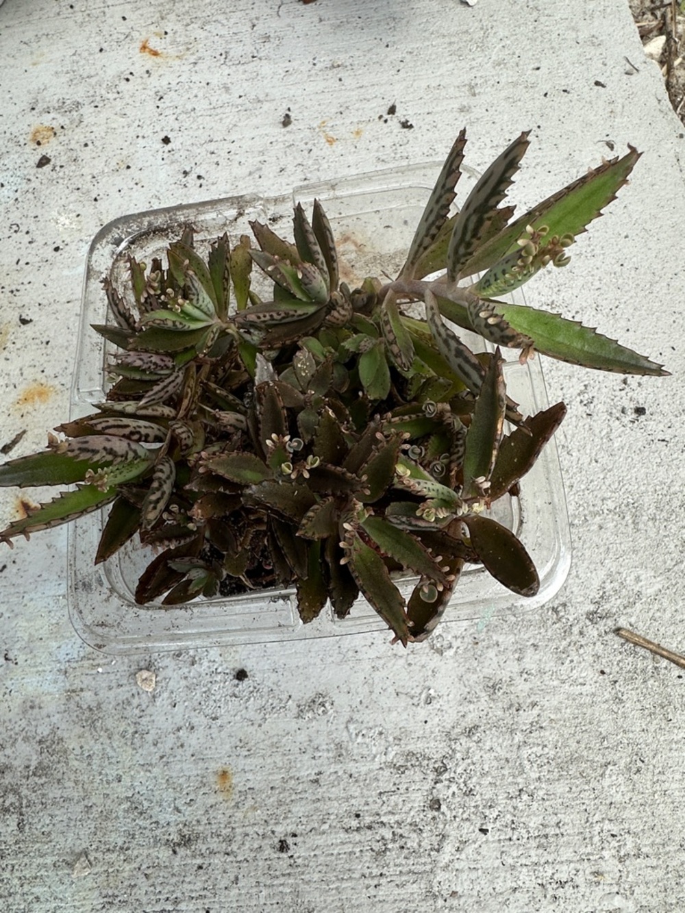 Succulent Kalanchoe Mother of Thousands - Green with Brown Edges bundle of 20